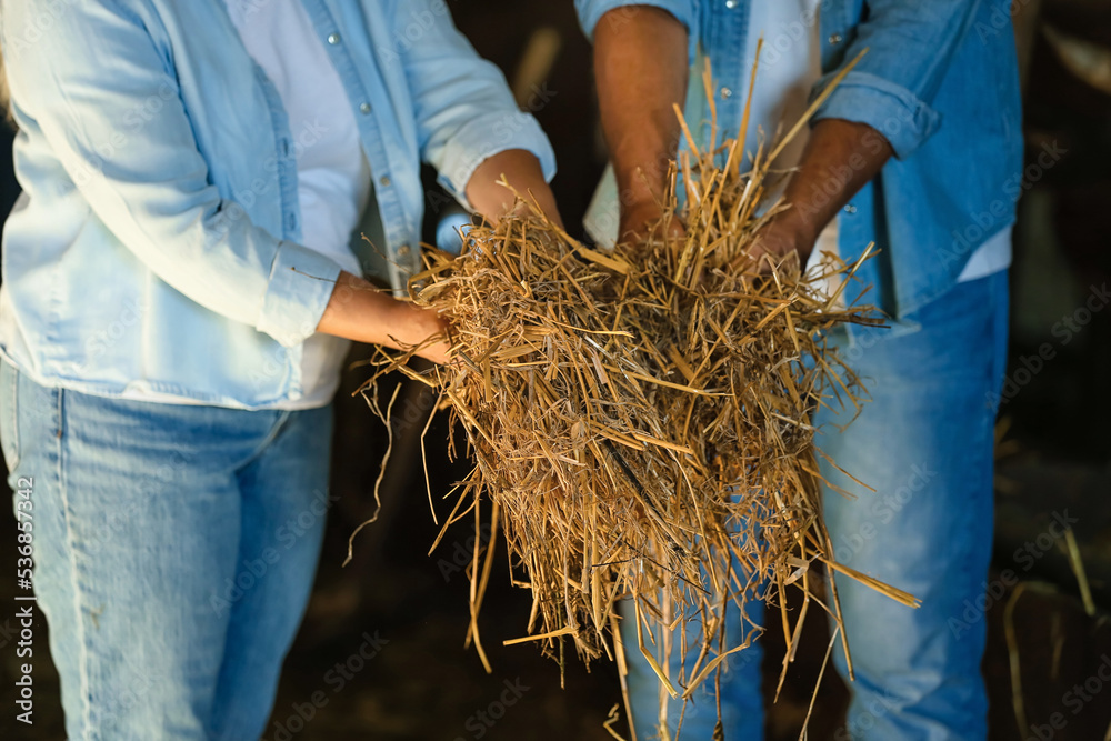 Mature farmers working in cowshed