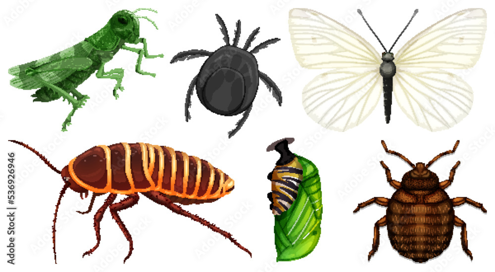 Set of different kinds of insects