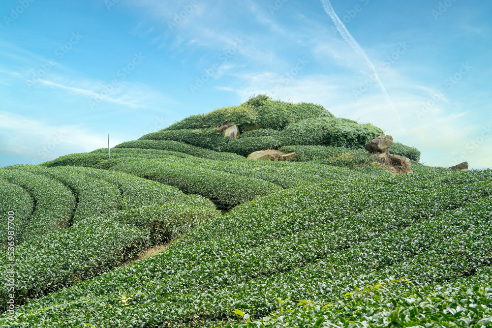 美丽的绿茶作物园排景，为鲜茶产品设计理念。