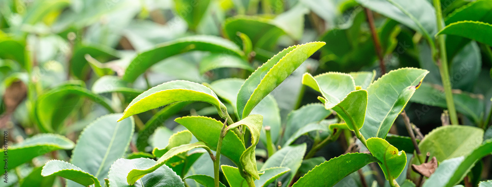 美丽的绿茶作物花园一排排的场景，为新鲜的茶叶产品设计理念。