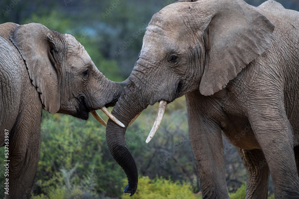 两只年轻的非洲丛林象（Loxodonta africana）相互交流。卡鲁，西Ca