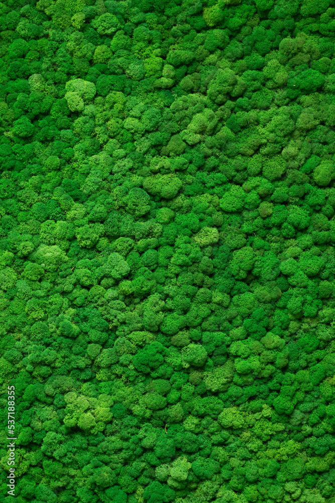 绿色苔藓制成的内壁。装饰性背景。