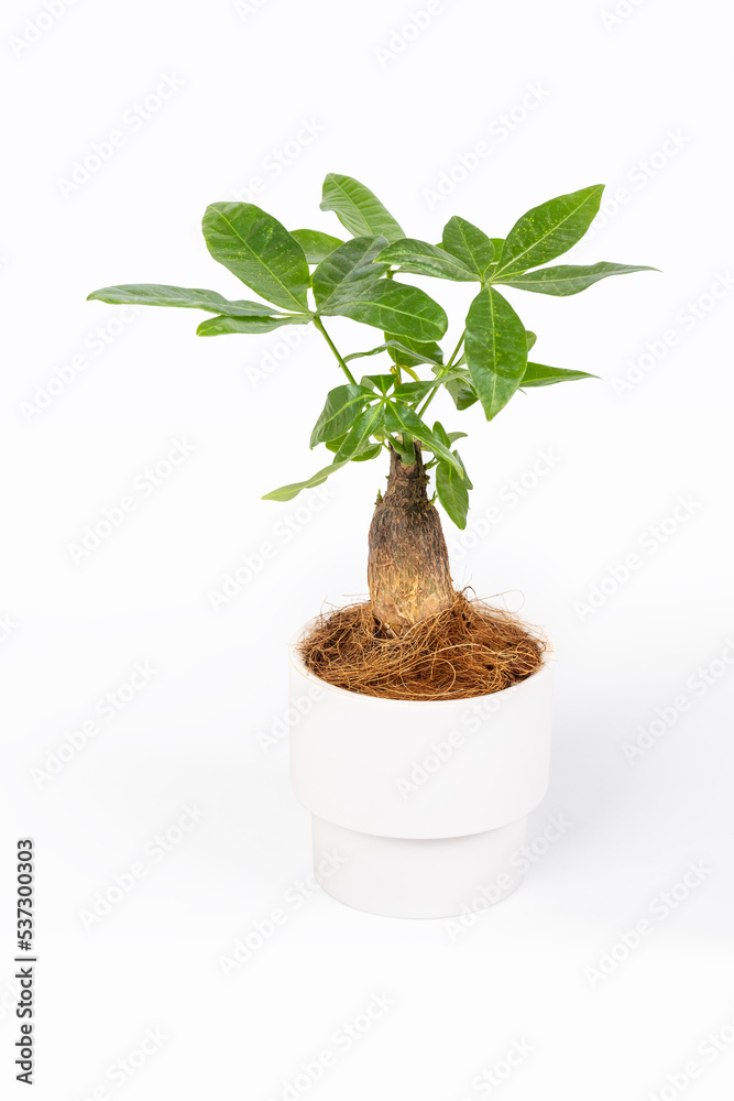 green potted fortune tree isolated on white