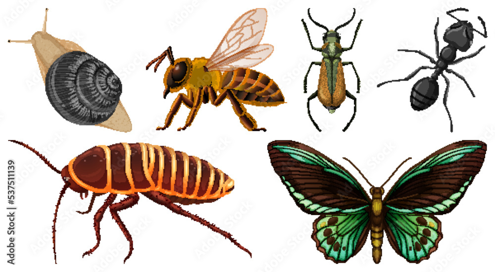 Set of different kinds of insects