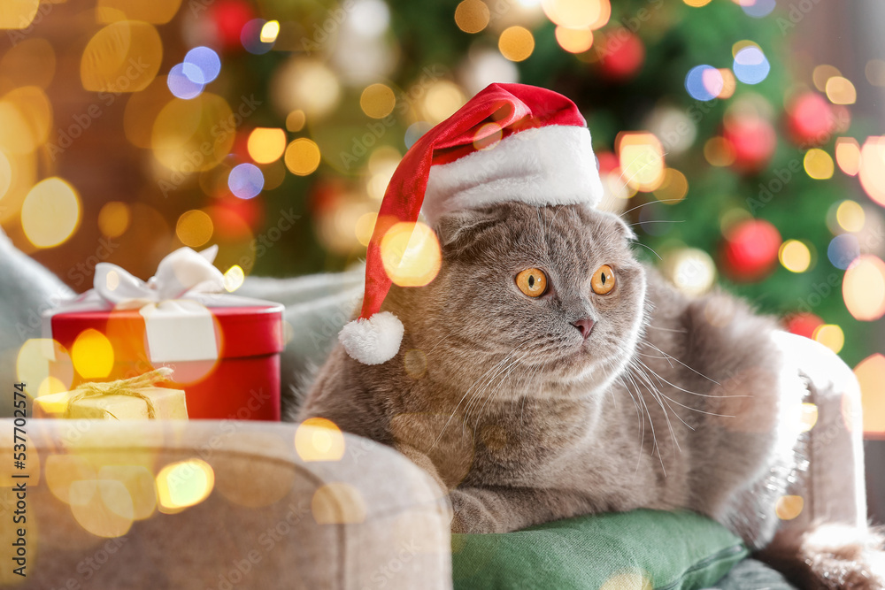 Cute Scottish Fold cat in Santa hat at home on Christmas eve