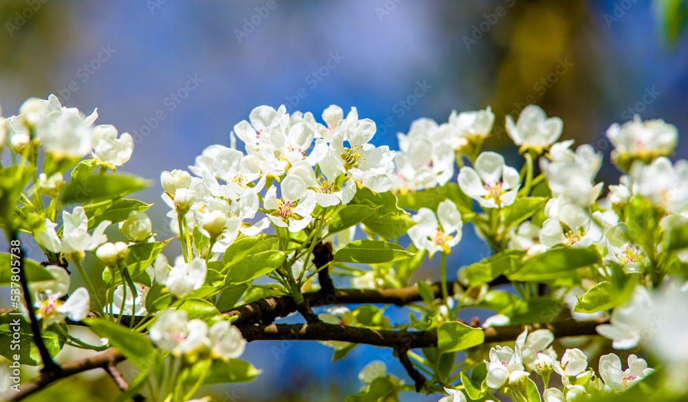 Flowering branch of pear in the garden in spring 