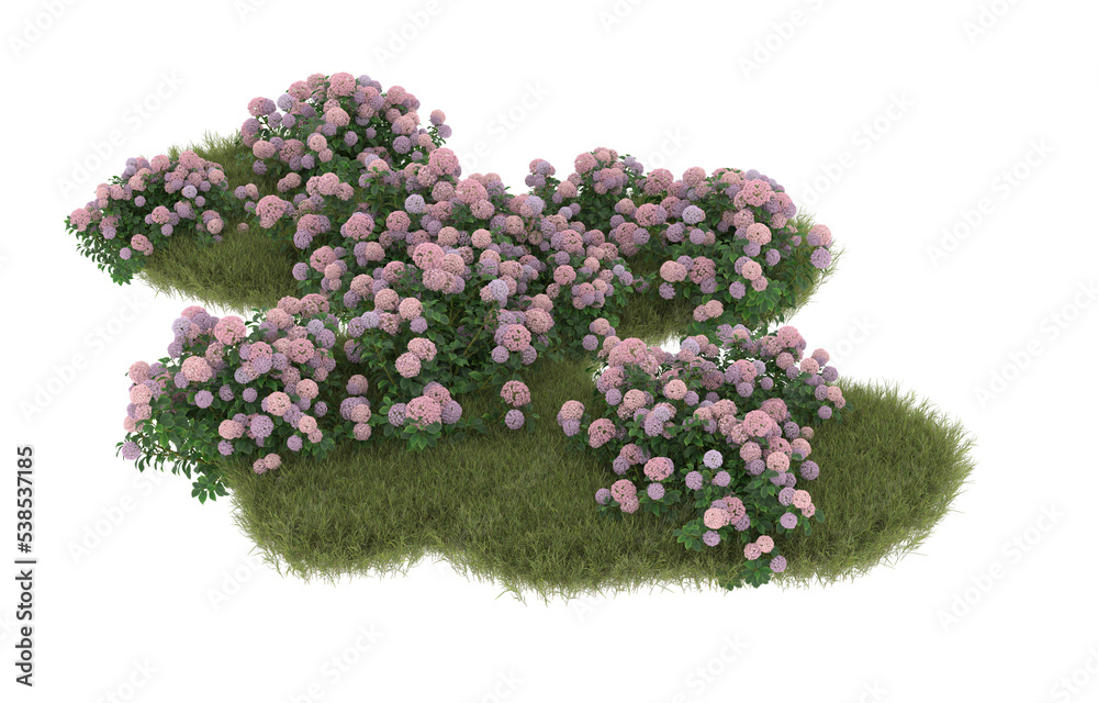 Field of grass with flowers on transparent background. 3d rendering - illustration