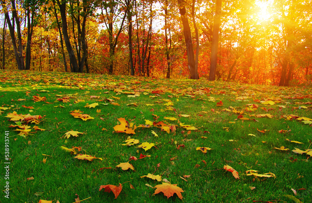 Autumn leaves on green grass