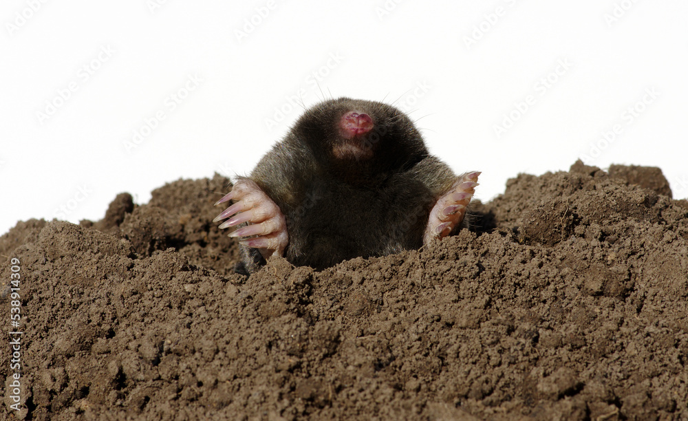 European mole isolated on white