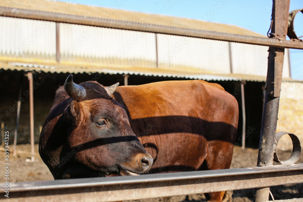 Adult cow in paddock on farm