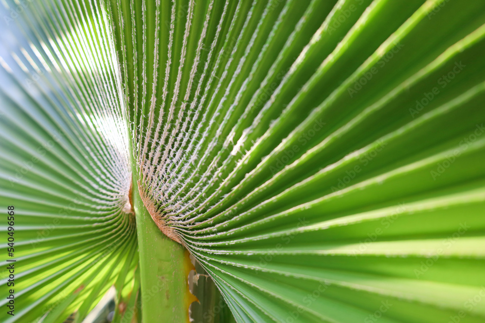 Closeup view of green palm leaf