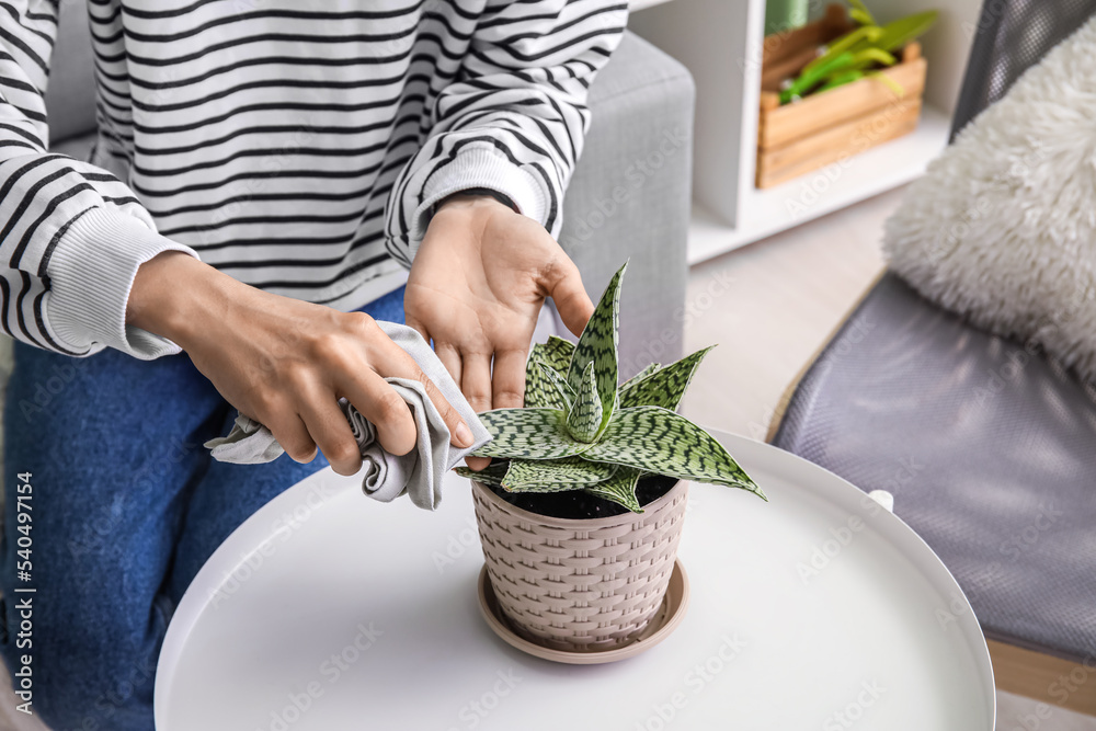 妇女擦拭桌子上的室内植物叶子，特写