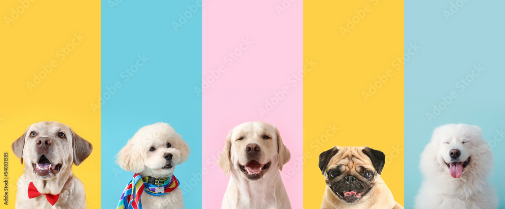 Set of different funny dogs on color background