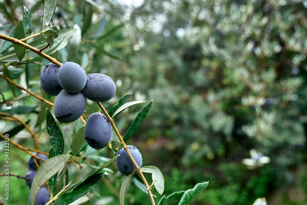 Olive branch with ripe fresh purple olives ready for harvest growing in mediterranean olive grove in