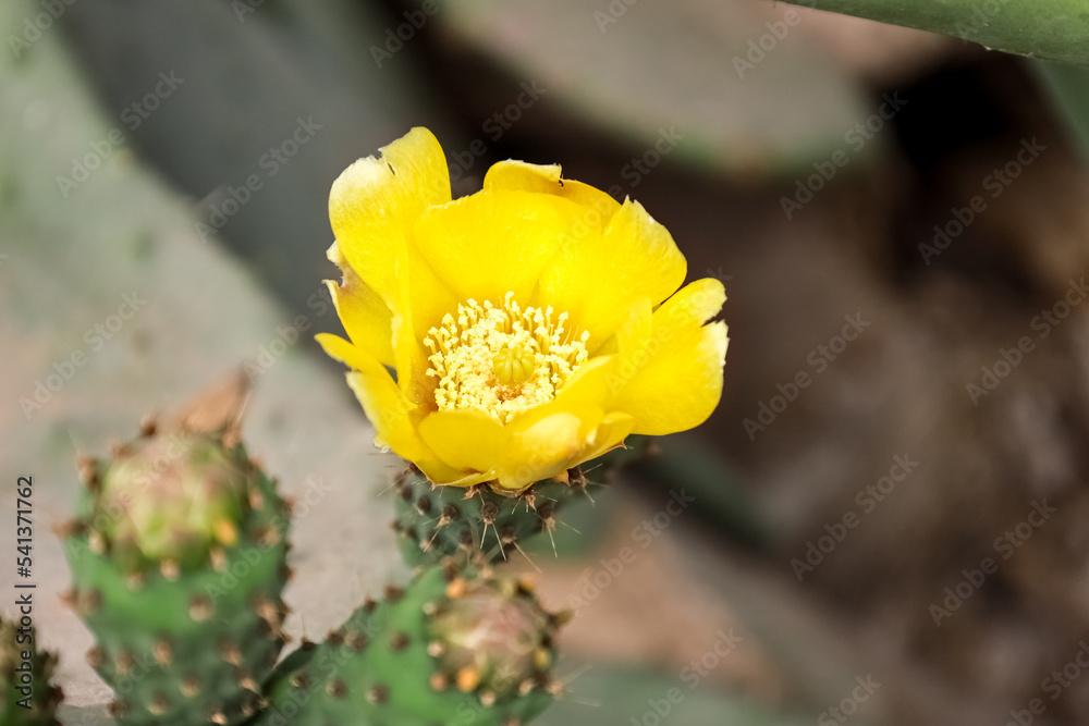 户外仙人掌开花，特写