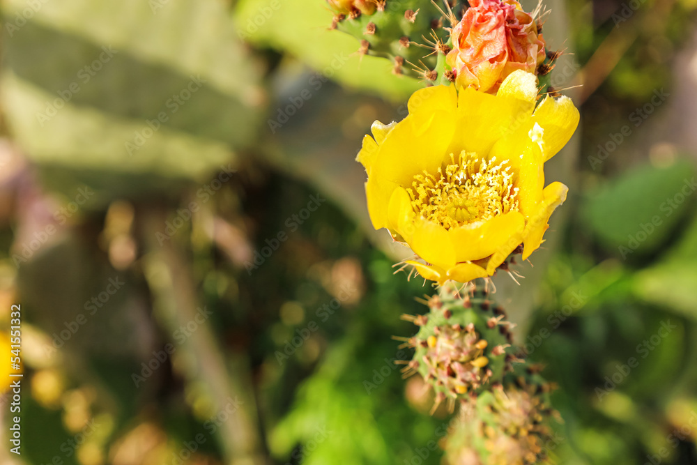 户外仙人掌开花，特写