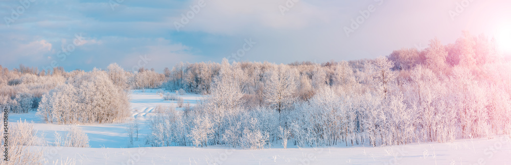 自然公园白雪树全景