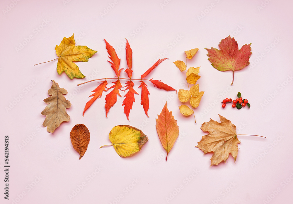 Composition with beautiful autumn leaves on pink background