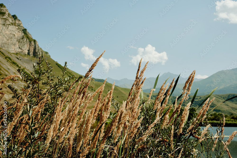 透过小穗欣赏山脉和天空。俄罗斯北奥塞梯-阿拉尼亚。