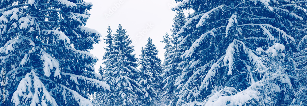 Panoramic view of the spruce forest with firs covering by soft snow.