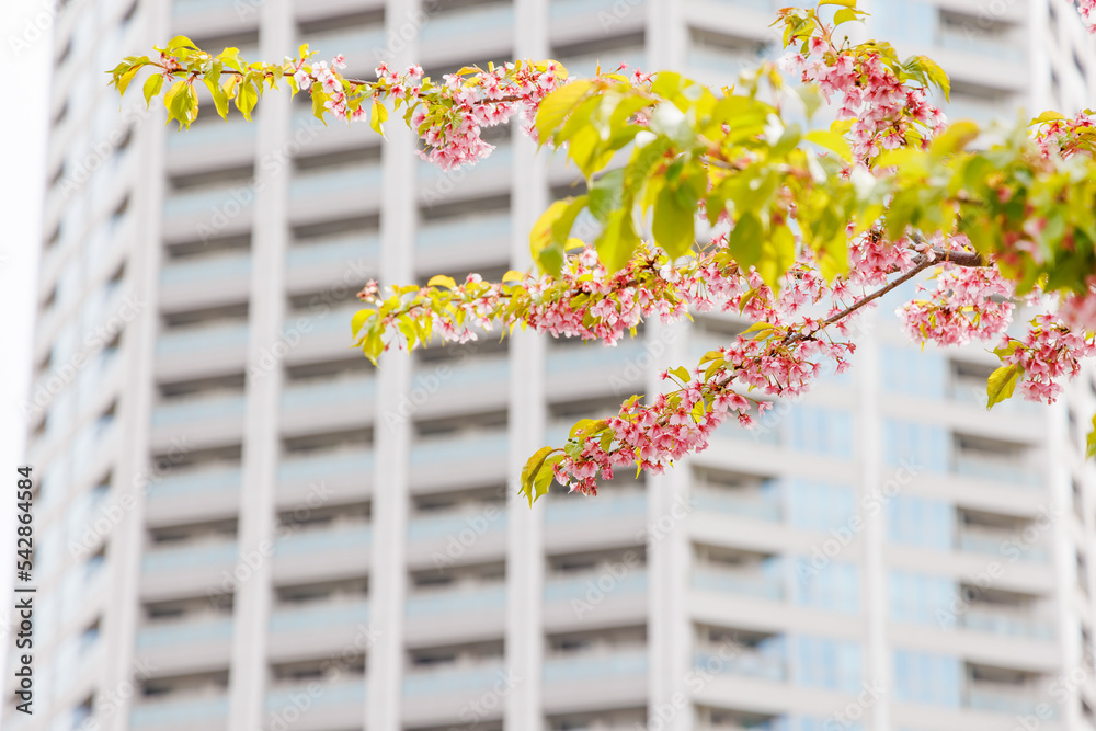 淡いピンク色が綺麗な桜の花