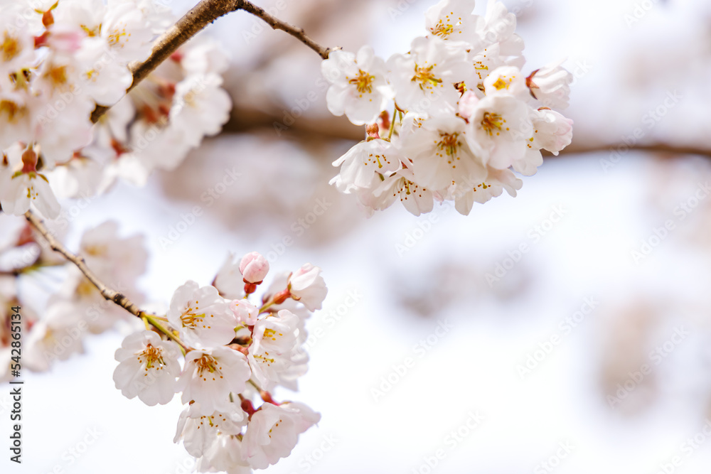 淡いピンク色が綺麗な桜の花