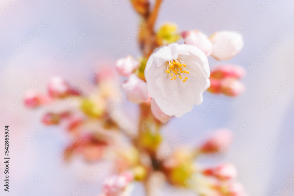 淡いピンク色が綺麗な桜の花