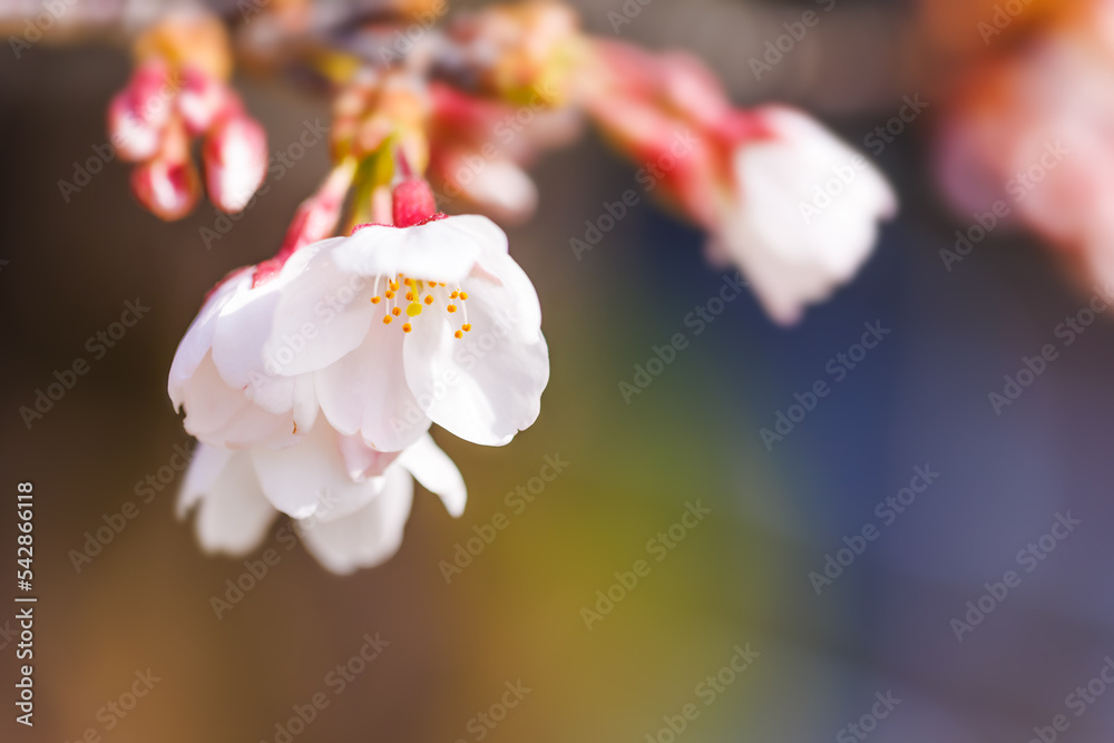 淡いピンク色が綺麗な桜の花