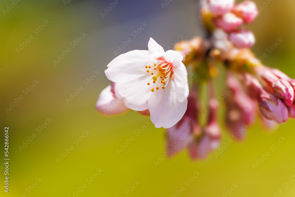 淡いピンク色が綺麗な桜の花