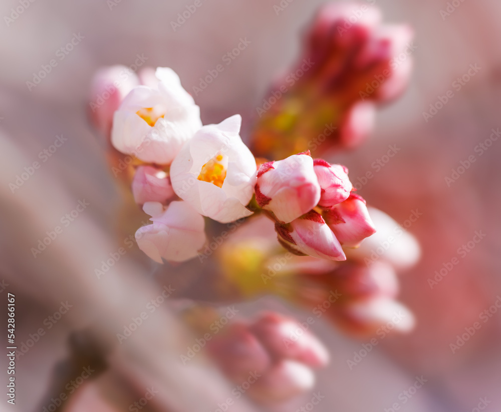 淡いピンク色が綺麗な桜の花