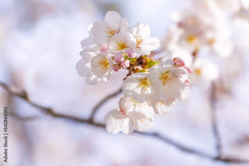 淡いピンク色が綺麗な桜の花