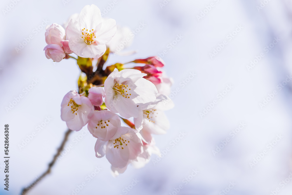 淡いピンク色が綺麗な桜の花