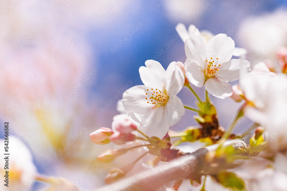 淡いピンク色が綺麗な桜の花