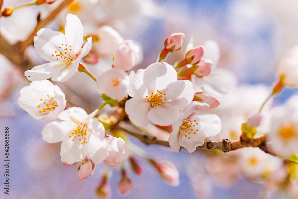 淡いピンク色が綺麗な桜の花