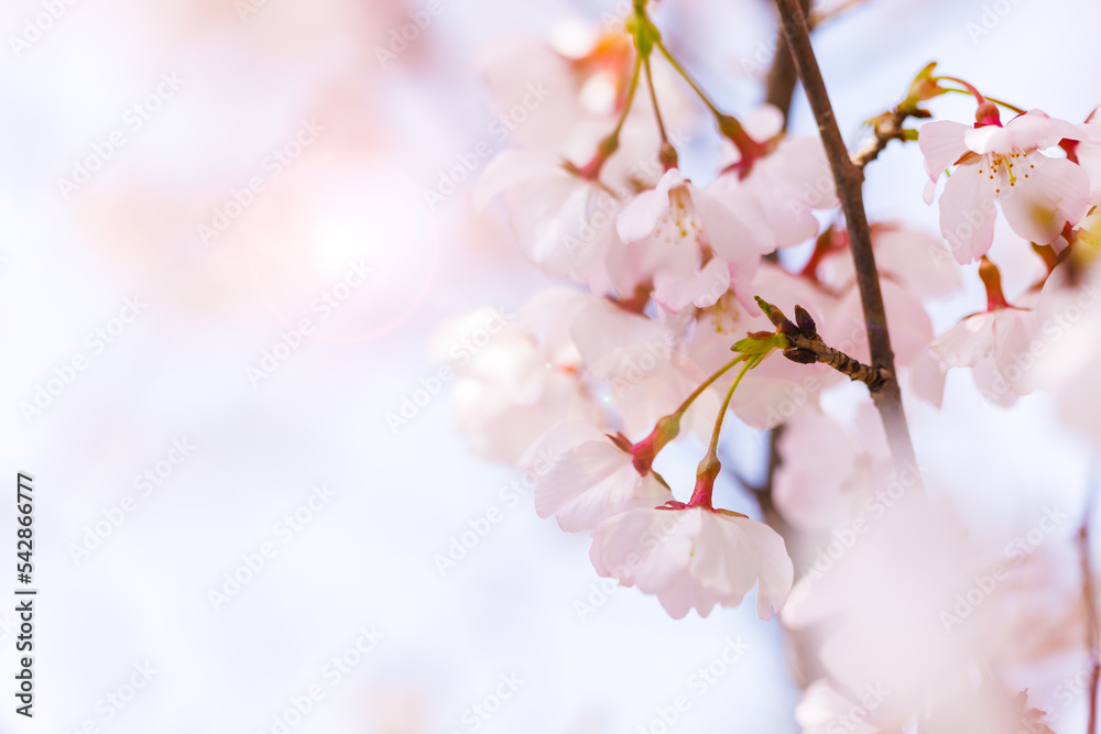 淡いピンク色が綺麗な桜の花