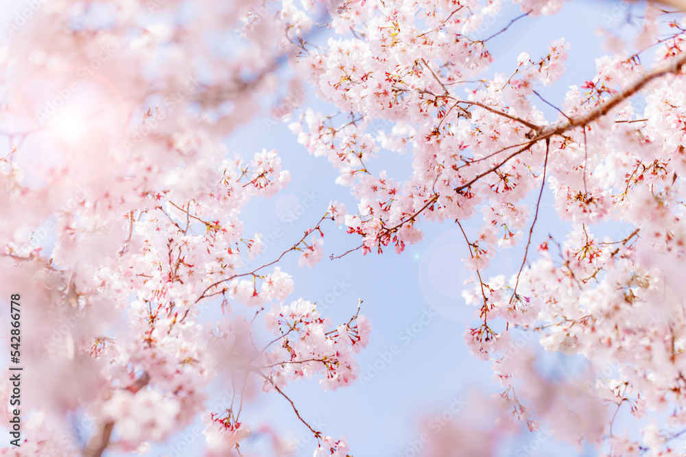 淡いピンク色が綺麗な桜の花