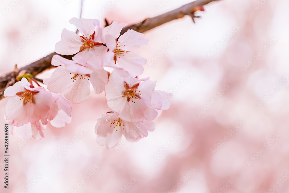 淡いピンク色が綺麗な桜の花