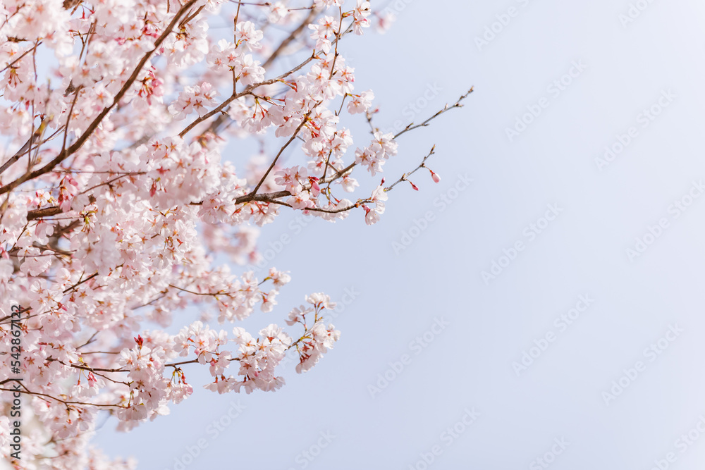 淡いピンク色が綺麗な桜の花