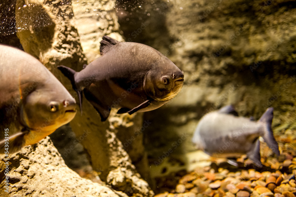 迪拜水族馆的水下野生动物与鱼类合影。