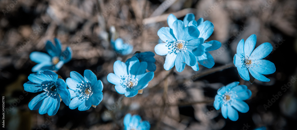 森林空地上的蓝色雪花莲