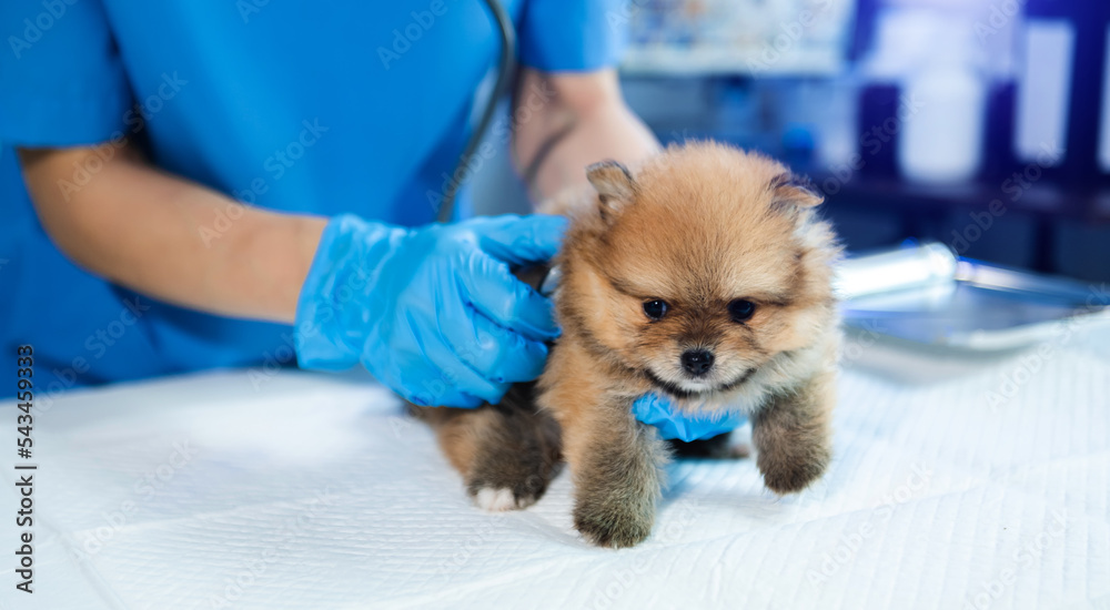 Vet listening Pomeranian dog with stetoscope in veterinary clinic