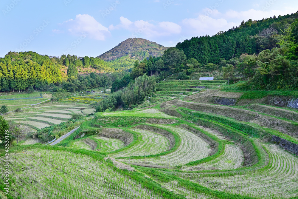 長谷の棚田	