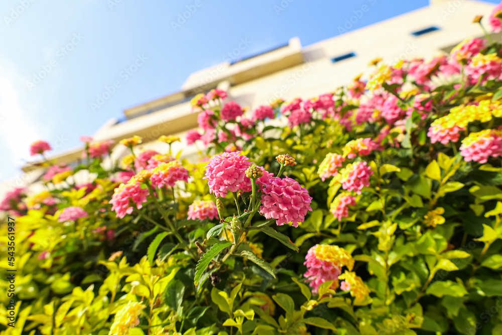 Beautiful pink and yellow flowers outdoors, closeup