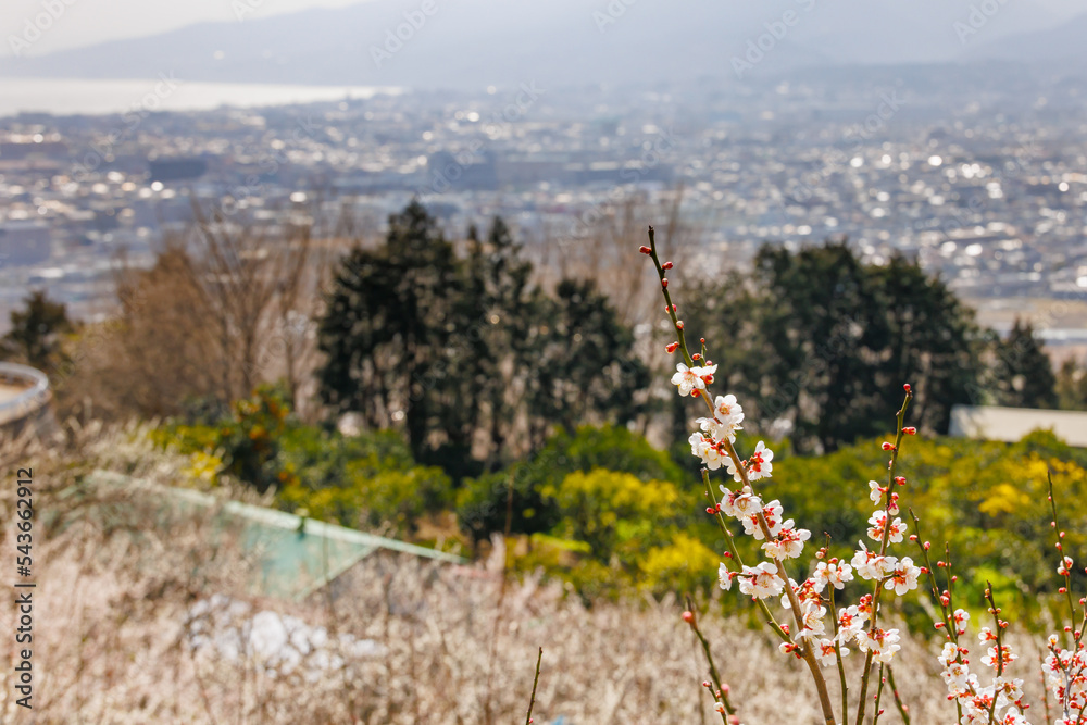 神奈川県郊外に咲く綺麗な梅の花