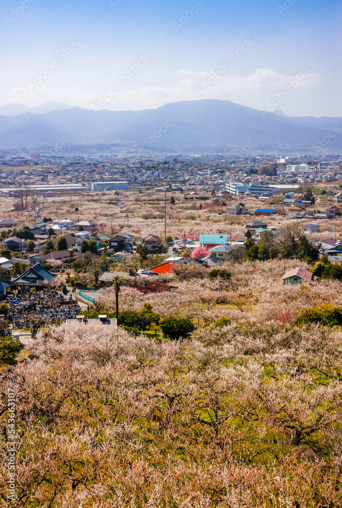 神奈川県の郊外に咲く梅林と住宅街