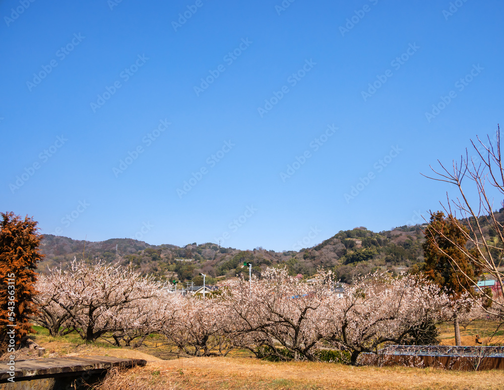 神奈川県郊外に咲く綺麗な梅の花