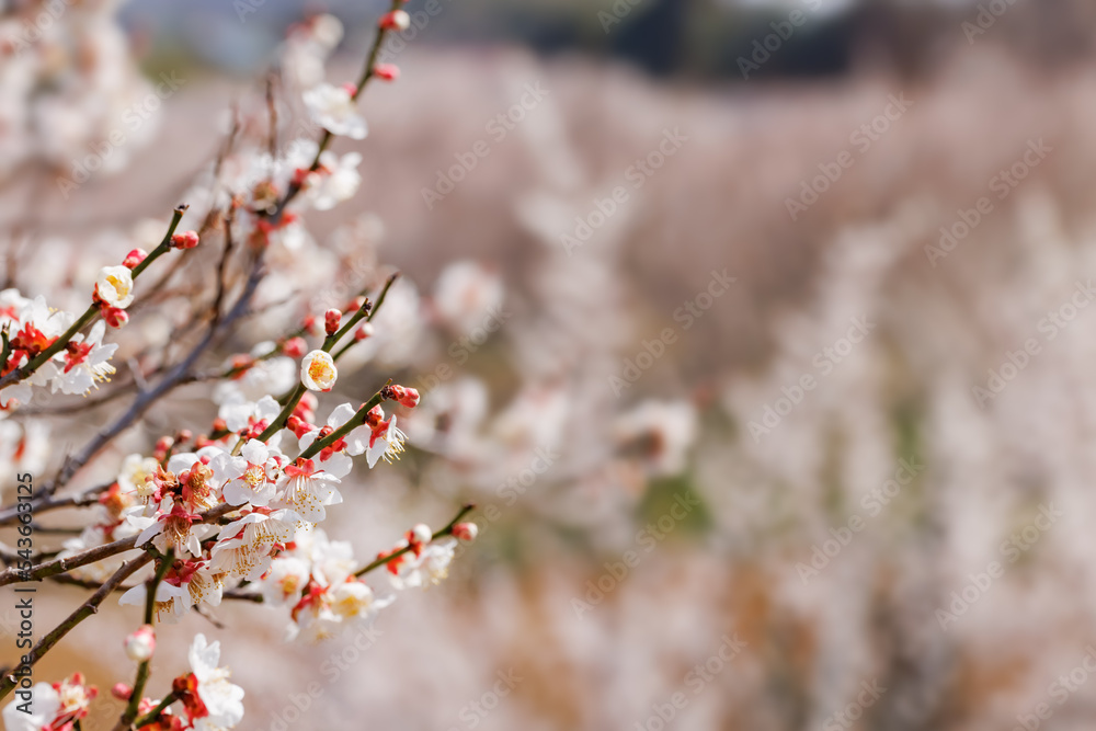 神奈川県郊外に咲く綺麗な梅の花