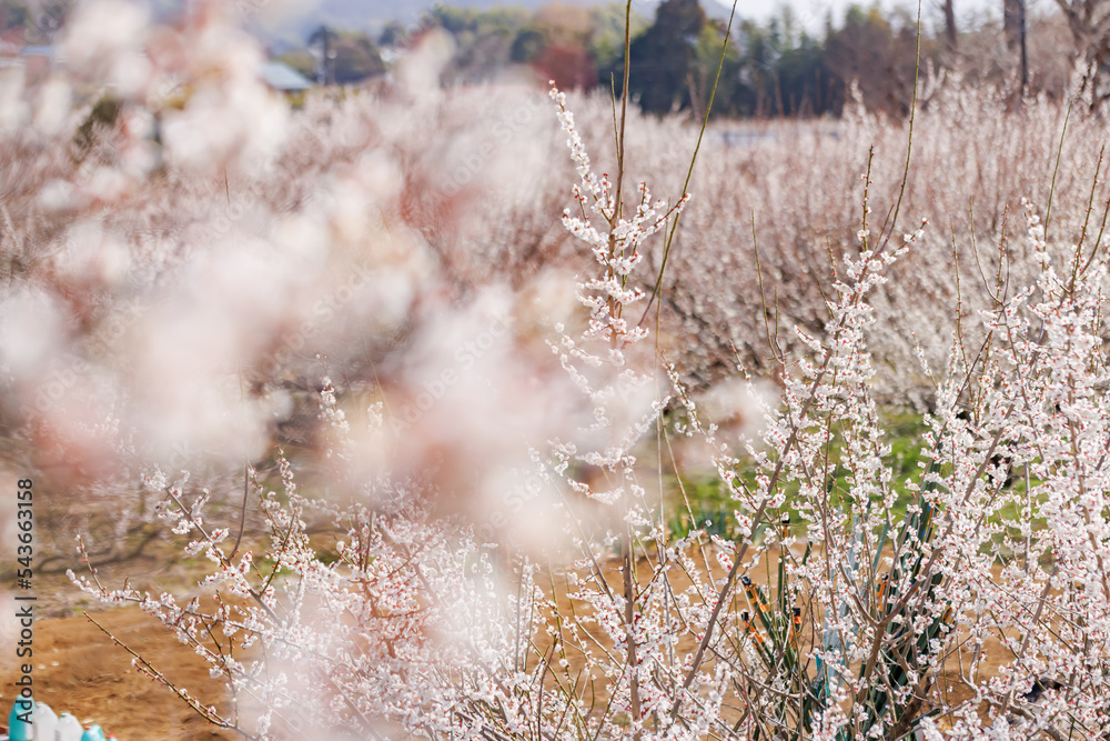 神奈川県郊外に咲く綺麗な梅の花