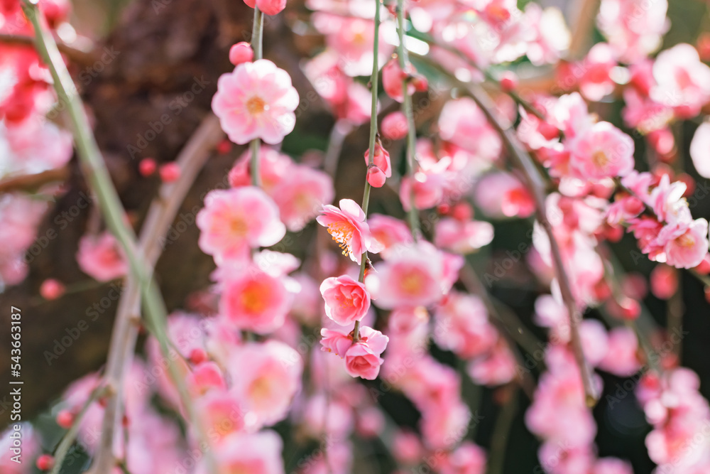 神奈川県郊外に咲く綺麗な梅の花