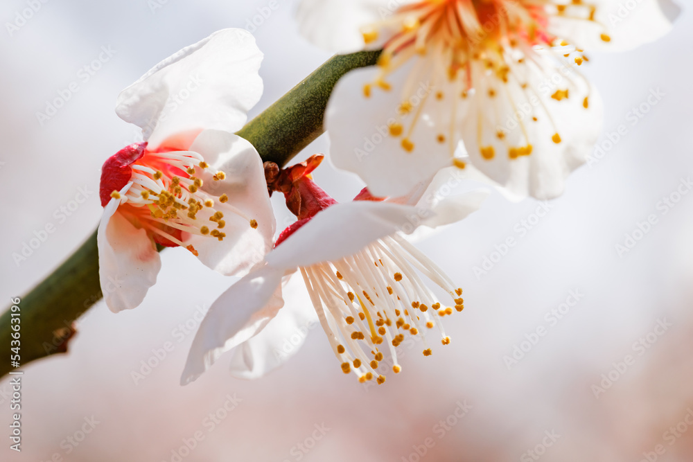 神奈川県郊外に咲く綺麗な梅の花